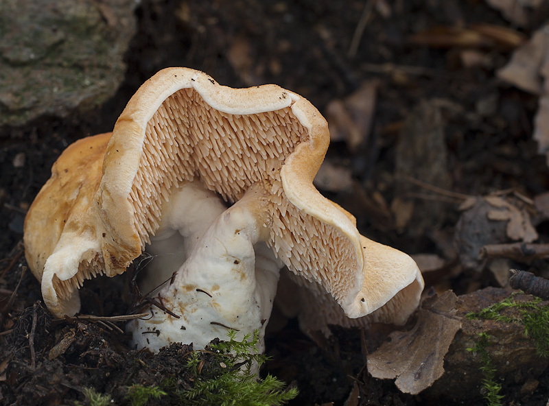 Hydnum ellipsosporum